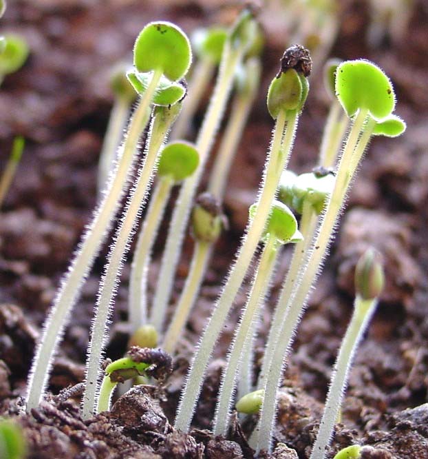 Αξίζει να σηµειώσουµε ότι από τα 24 άτοµα Salvia officinalis που τελικά επιλέχθηκαν τα 17 παρουσίαζαν µια µέση καθ ύψος αύξηση περίπου στα 40-60cm, άλλα 5 παρουσίαζαν µεγάλη αύξηση από 60-80cm και