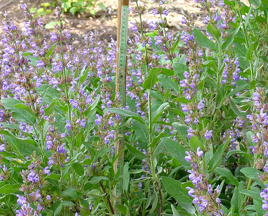 Συµπεράσµατα Η Salvia officinalis είναι ένα αυτοφυές είδος της χώρας µας, ευρύζωνο µε µεγάλη προσαρµοστικότητα στο περιβάλλον.