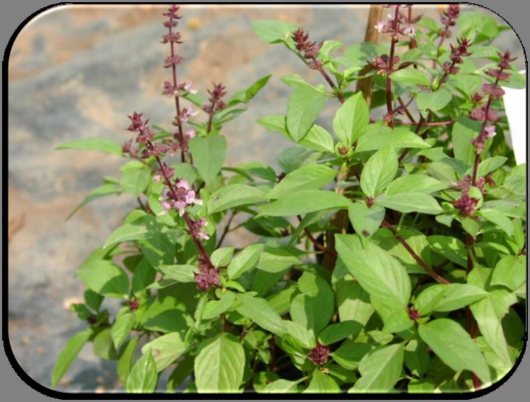 Ocimum basilicum (Βασιλικός ) Προέρχεται από την Ινδία