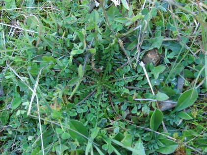 Cichorium intybus (Ραδίκι, πικραλίδα,