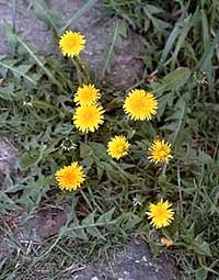 Taraxacum sp.