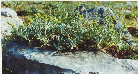 Sideritis raeseri ( τσάϊ Βελουχιού, τσάϊ Παρανασσού) Φύεται