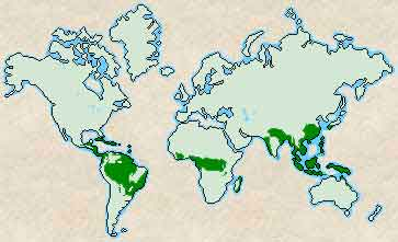 Σήµερα καταλαµβάνουν µόνο το 8% της ξηράς του πλανήτη και εκτείνονται σε τρεις περιοχές στον κόσµο: α) Στην κοιλάδα που διαµορφώθηκε από την κοίτη του ποταµού Αµαζονίου και του παραπόταµού του