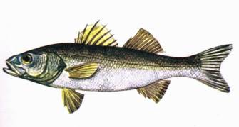Πίνακας 1: Λίγα λόγια για τα ψάρια μας ΛΑΒΡΑΚΙ (Disentrarchus labrax) Το συναντάμε