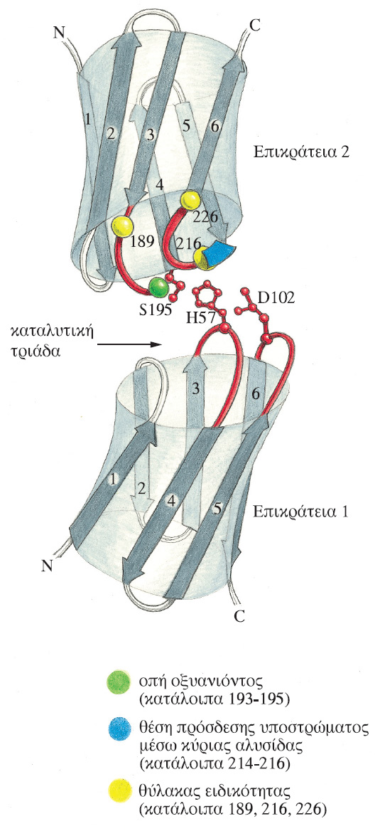Εικόνα 11.10 Τοπολογικό διάγραμμα των δύο επικρατειών της χυμοθρυψίνης.