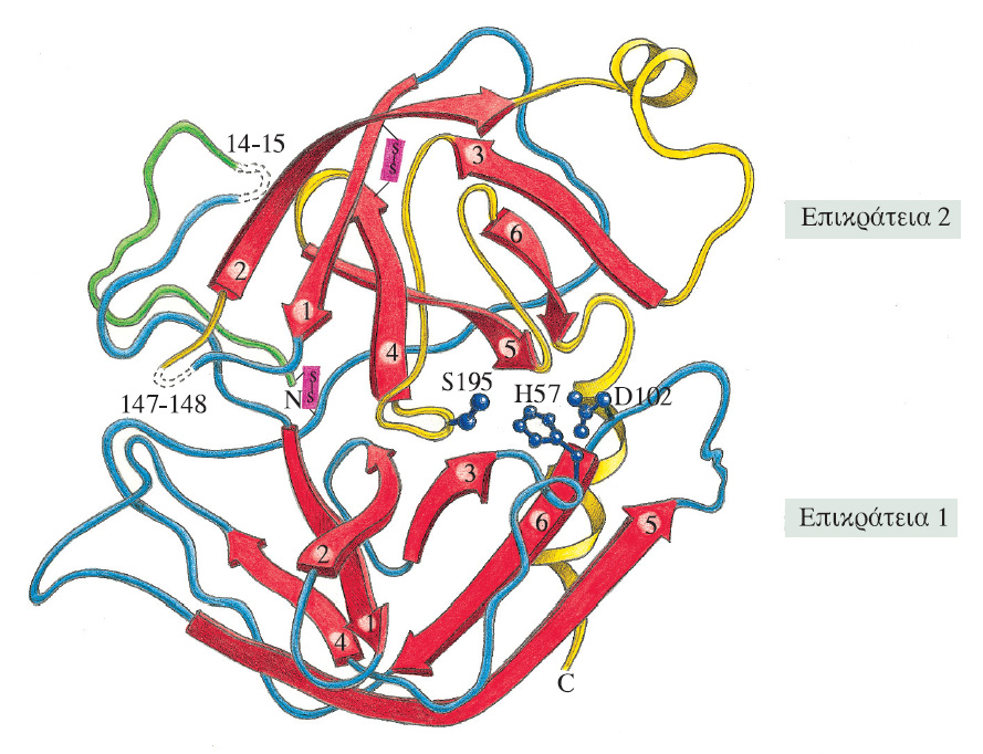 Σχηματικό διάγραμμα της δομής της χυμοθρυψίνης, η οποία αναδιπλώνεται σε δύο αντιπαράλληλες β-επικράτειες.