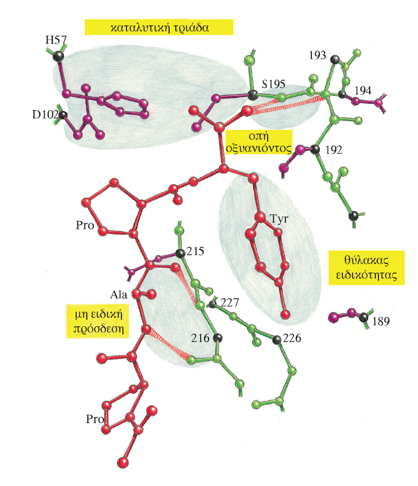 Διάγραμμα του ενεργού κέντρου της χυμοθρυψίνης, στο οποίο είναι δεσμευμένος ένας αναστολέας, ο Ac- Pro-Ala-Pro-Tyr-COOH.