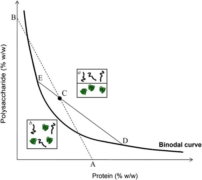 Σχήµα 1. Τυπικό διάγραµµα φάσεων ενός µίγµατος πολυσακχαρίτη-πρωτεΐνης, τα σηµεία Α και Β είναι οι συγκεντρώσεις πρωτεΐνης και πολυσακχαρίτη αντίστοιχα, ενώ το σηµείο C το αρχικό µίγµα.