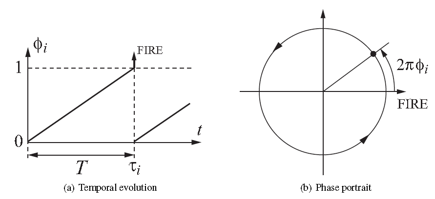 Uniform oscillator, phase portrait Remark: Phase portrait resembles a clock.