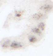 is unreadable due to non-specific staining within the nuclei. Fig 25.