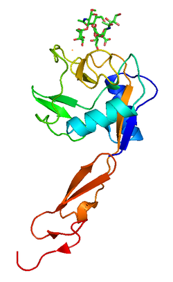 Ρυθμιστές της αιμόστασης και ο ρόλος τους στη φλεβική και αρτηριακή θρόμβωση Ρ- σελεκτίνη Η Ρ- σελεκτίνη αποτελεί ένα αγγειακό μόριο προσκόλλησης που επάγει την αλληλεπίδραση μεταξύ