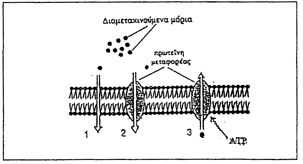 ΒΙΟΛΟΓΙΚΕΣ ΜΕΜΒΡΑΝΕΣ 15 Θέματα Εξετάσεων 2000-5 (Εισαγωγικές, Ενιαίες, Ολυμπιάδες) 1. (Ενιαίες 2003) Το σχεδιάγραμμα δείχνει τμήμα κυτταρικής μεμβράνης.