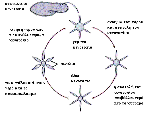 ΒΙΟΛΟΓΙΚΕΣ ΜΕΜΒΡΑΝΕΣ 7 Συσταλτικά κενοτόπια παρατηρούνται σε μονοκύτταρους οργανισμούς που ζουν σε θαλάσσιο περιβάλλον πχ. στα παραμήκια και τις αμοιβάδες (μονοκύτταρα πρωτόζωα).
