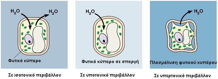 περιβάλλον και οφείλεται στην έξοδο νερού από το εσωτερικό του κυττάρου προς το περιβάλλον όπου η ωσμωτική συγκέντρωση είναι μεγαλύτερη (Εικόνα 4).