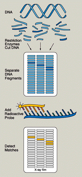 11 Πώς αναπτύσσουν οι επιστήµονες τους προληπτικούς γονιδιακούς ελέγχους; Οι επιστήµονες που ψάχνουν για ένα γονίδιο ασθενείας συνήθως ξεκινάνε µελετώντας δείγµατα DNA από µέλη οικογενειών που