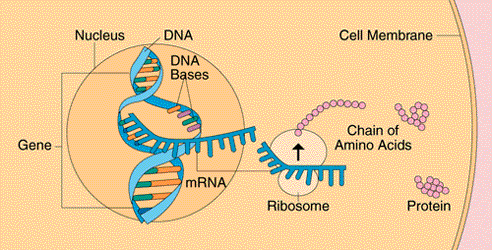01 Ένα κύτταρο για να φτιάξει πρωτεΐνη, αντιγράφεται η πληροφορία από ένα γονίδιο, βάση προς βάση, από το DNA σε νέους κλώνους