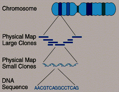 Επωφελούµενοι από τους εξαιρετικά λεπτοµερείς χάρτες και τις σύνθετες τεχνικές και εργαλεία για την αλληλούχιση του DNA, οι επιστήµονες χαρτογραφούν και αποµονώνουν αρκετά νέα γονίδια ασθενειών κάθε
