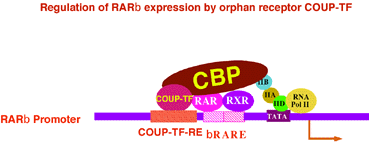 φόρα για το γονίδιο COUP-TF του αχινού και έχει περιγραφεί και για τον οργανισμό C.elegans. H πρωτείνη COUP-TF είναι εξαιρετικά συντηρημένη μεταξύ των οργανισμών.