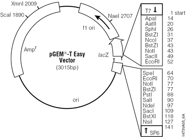 pgem -T Easy Vector Sequence reference points: T7 RNA Polymerase transcription initiation site 1 multiple cloning region 10 128 SP6 RNA Polymerase promoter ( 17 to +3) 139 158 SP6 RNA Polymerase