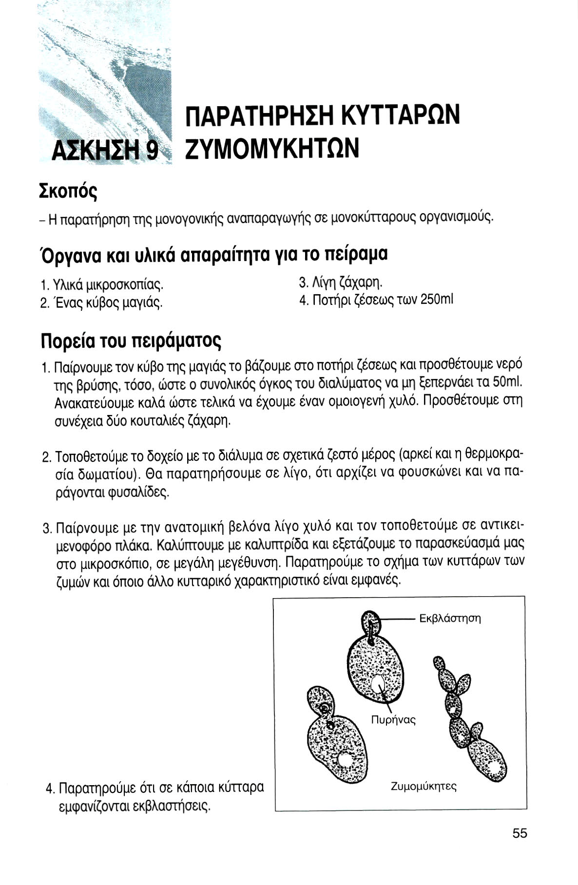 Σκοπός ΠΑΡΑΤΗΡΗΣΗ ΚΥΤΤΑΡΩΝ ΖΥΜΟΜΥΚΗΤΩΝ - Η παρατήρηση της μονογονικής αναπαραγωγής σε μονοκύτταρους οργανισμούς. Όργανα και υλικά απαραίτητα για το πείραμα 1. Υλικά μικροσκοπίας. 2. Ένας κύβος μαγιάς.