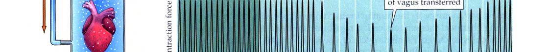 Vagusstoff: