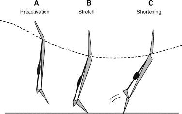 (Stretch-shortening