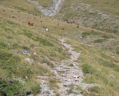700μ Πηγή: Προσωπικό αρχείο Εικόνα 3: Κατάσταση του μονοπατιού μετά τα 1.700μ. Πηγή: Προσωπικό αρχείο Η βλάστηση γίνεται αποκλειστικά χορτολιβαδική μετά τα 2.200 μ. περίπου.