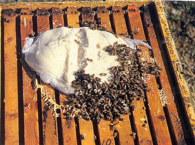 Ο Δωδεκάλογος του Μελισσοκόμου 3. Ξεχειμώνιασμα Τροφές του χειμώνα: Τα μελίσσια που ξεχειμωνιάζουν χωρίς απόθεμα γύρης, έχουν μικρούς πληθυσμούς με γερασμένες μέλισσες νωρίς την άνοιξη.