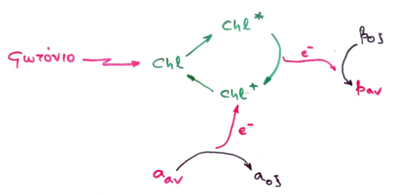 µηχανισµός διαχωρισµού του φορτίου Chl: χλωροφύλλη Chl* : ενεργοποιηµένη χλωροφύλλη