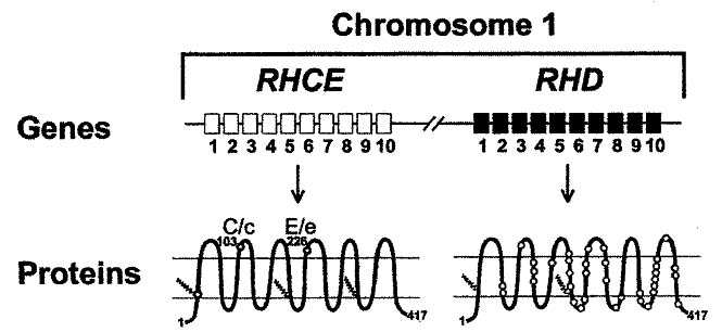 υο στενά συνδεδεµένα γονίδια ελέγχουν την έκφραση ΟΛΩΝ των Rh αντιγόνων RHD γονίδιο καθορίζει την παρουσία πρωτεΐνης που προσδίδει D