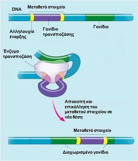 Δηθόλα 27. Γηαδηθαζία κεηάζεζεο DNA γελεηηθψλ ζηνηρείσλ ηεο θιάζεο II.