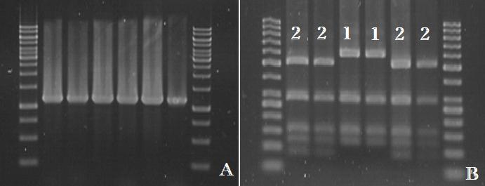 αιιειφκνξθν Bc-hch2 (517, 287, 155, 119, 84 θαη 9 -bp) θαη 5 δψλεο γηα ηνλ αιιειφκνξθν Bc-hch1 (601, 287, 155, 119 θαη 9 -bp) (Δηθφλα 31Β). Δηθόλα 31.