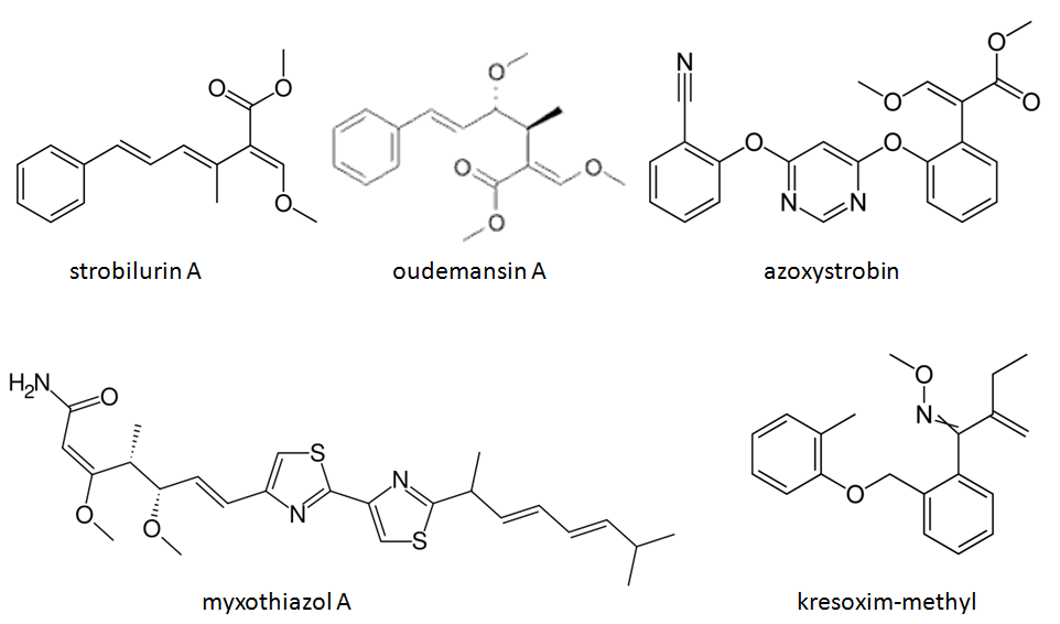 ζηξνκπηινπξίλε Α, ε oudemansin A θαη ε myxothiazol A (Δηθφλα 36) (Bartlett et al., 2002).