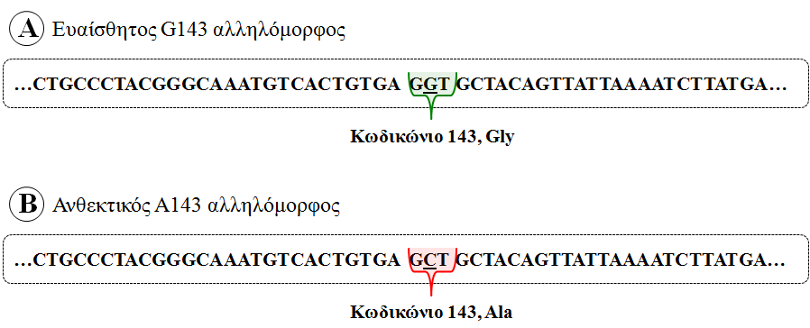 θνδηθσλίσλ 143 θαη 144 (Δηθφλα 40). Απηή ε εζνληθή αιιεινπρία ζεσξείηαη φηη αλήθεη ζηελ νηθνγέλεηα εζνλίσλ ηεο νκάδαο I (Cech, 1988). Δηθόλα 39.