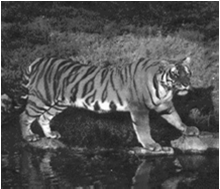 Οικογένεια: : Feline Panthera