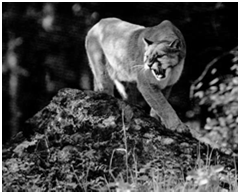 tigris Puma (Felis) concolor