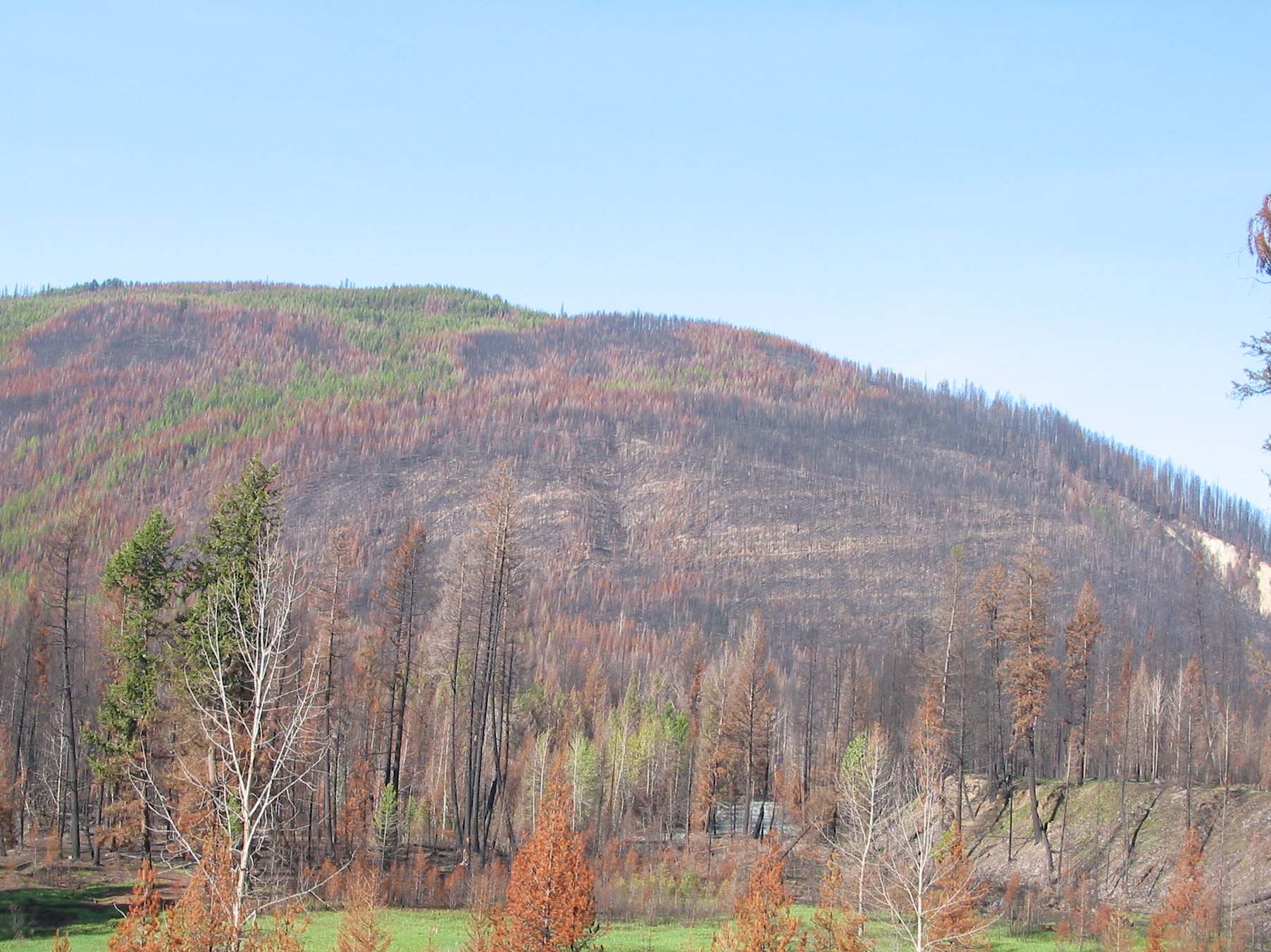 Post fire management depends on Η μεταπυρική διαχείριση εξαρτάται από: (Fire Severity) Ενταση φωτιάς και αποτελεσμάτων της