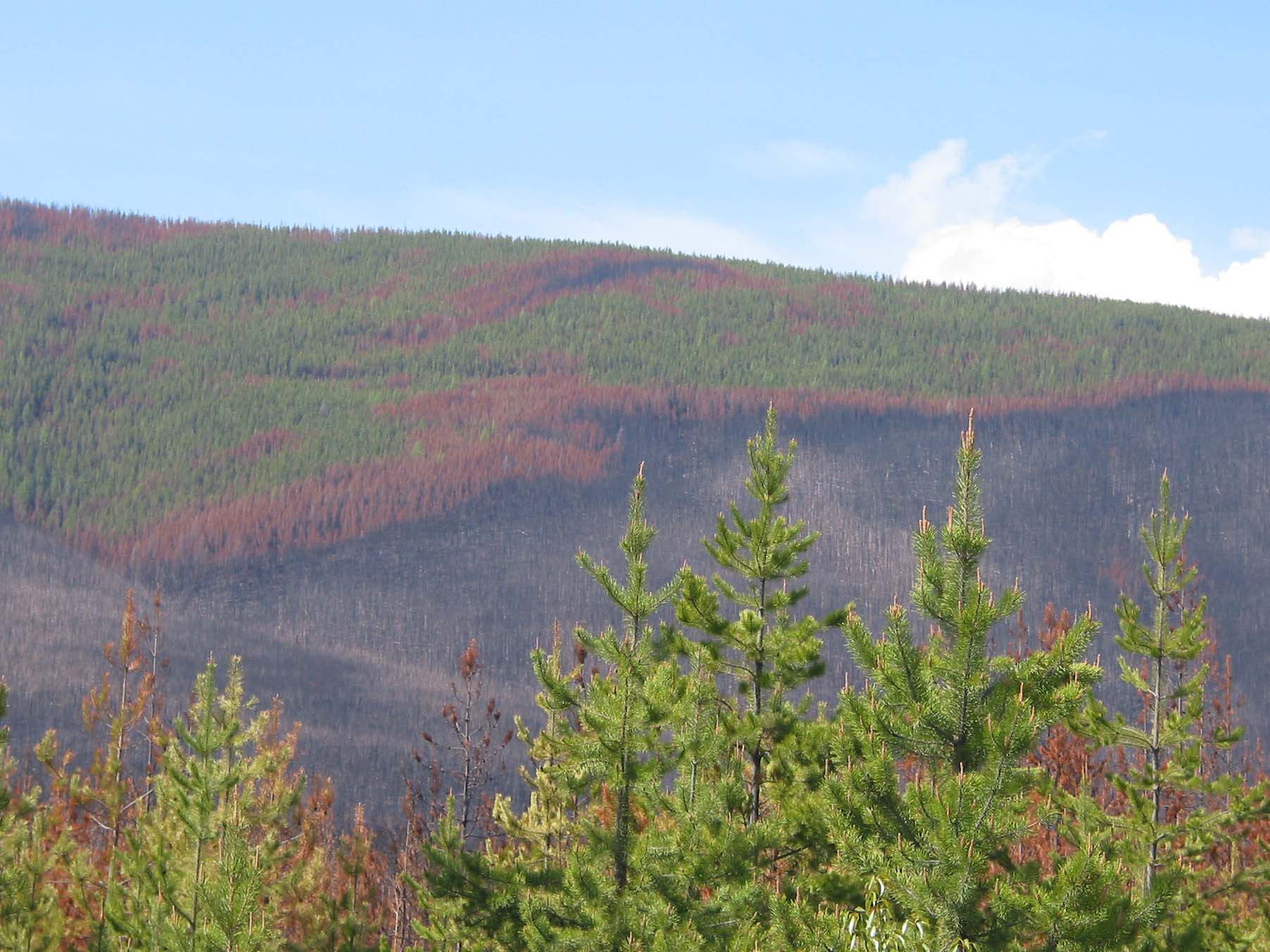 Rehabilitation and Restoration o Burned Lands: Applying Fire