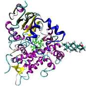 Κυτόχρωμα P450 (CYP 450) Αλλθλεπιδράςεισ ΦΚ Οριςμοί Ορολογία ενηυμικό υπόςτρωμα (substrate) φάρμακο που μεταβολίηεται από το ενηυμικό ςφςτθμα φάρμακο επαγωγζασ (inducer) ςφνκεςθ του CYP450 (DNA, RNA)