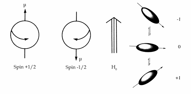 όπου γ είναι μια σταθερά αναλογίας που καλείται μαγνητογυρικός λόγος (magnetogyric ratio) και είναι σταθερή ποσότητα για κάθε πυρήνα. Η εξίσωση 6.1 γράφεται επίσης ως: μ = γ p (6.