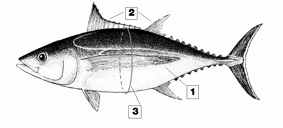 Τόνος Μακρύπτερος Thunnus alalunga ALB Το µεγαλύτερο βάρος που έχει καταγραφεί παγκοσµίως είναι 40 κιλά. Το σύνηθες µέγεθος αναπτυγµένου ατόµου είναι 100 εκ. µε βάρος λιγότερο από 18 κιλά. 1. Τα θωρακικά πτερύγια είναι εξαιρετικά µεγάλα.