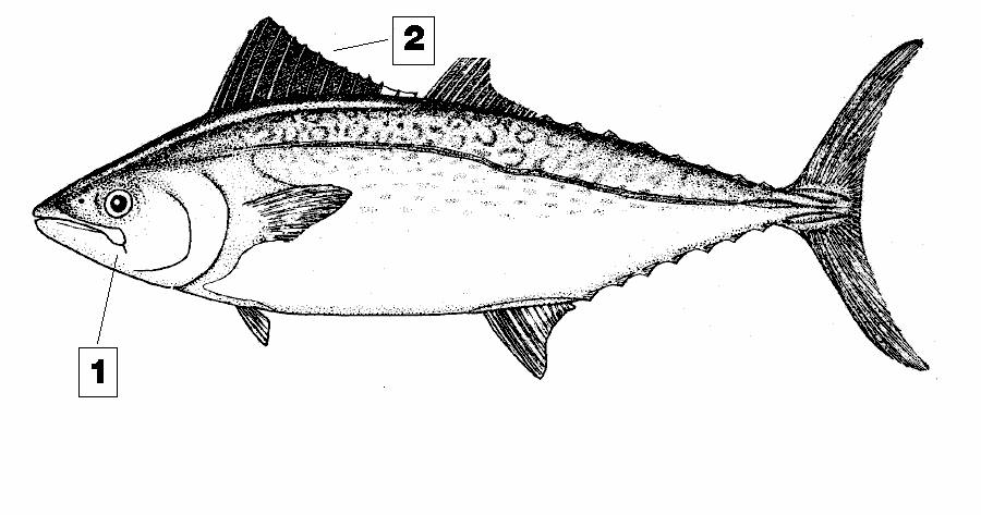 Ορκύνι (Ορκυνοπαλαµίδα) Orcynopsis unicolor BOP Σχετικά µεγάλο τοννοειδές, µε µέγιστο µήκος 130 εκατοστά και µέγιστο δηµοσιευµένο βάρος 13,1 κιλά.