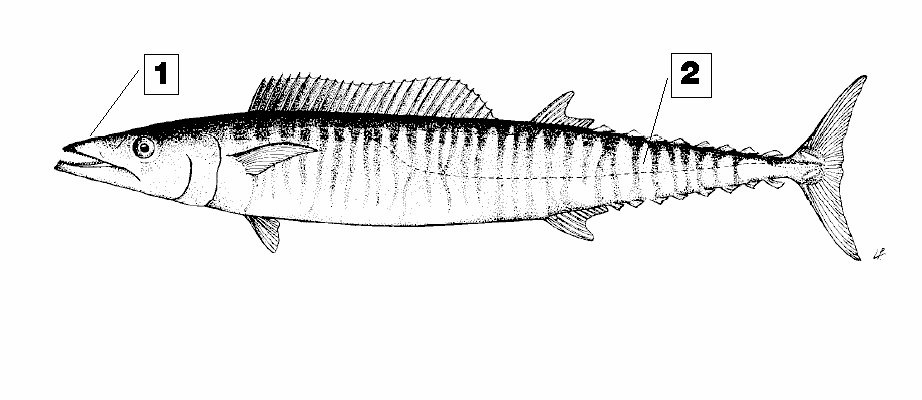 Ακανθορίκι Acanthocybium solandri WAH Είναι µεγάλο τοννοειδές, µε µέγιστο µήκος 250 εκατοστά και µέγιστο δηµοσιευµένο βάρος 83 κιλά. Το σύνηθες µέγεθος αναπτυγµένου ατόµου είναι 17