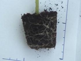 Βελτίωση του ριζικού συστήματος των φυτών Improvement of plants root-system 100% Έδαφος / Soil Η προσθήκη του ΕΛΦΥΖΕ στα αγροτικά εδάφη Ρυθμίζει προς το ουδέτερο το ph των εδαφών (βελτίωση κατά