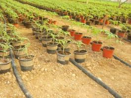 χαρακτηριστικά τομάτας Quality characteristics of tomato Παραγωγή * Production χωρίς ΕΛΦΥΖΕ without HENAZE με ΕΛΦΥΖΕ with HENAZE Βελτίωση Improvement (%)