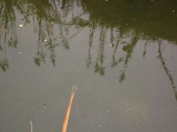 Επιβαρυμένα ύδατα λίμνης Polluted Lake waters ΕΛΦΥΖΕ: Λίμνες και επιφανειακά ύδατα (α) Η Κατεργασία αστικών, βιομηχανικών και γεωργικών υγρών αποβλήτων γύρω από τη λίμνη, βελτιώνει την ποιότητα των