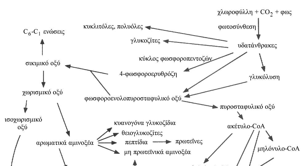 3 µορφών. β. Τις µπεταλαΐνες. Χρωστικές, οι οποίες δίδουν χαρακτηριστικούς χρωµατισµούς σε όργανα και ιστούς σε ορισµένα είδη φυτών, µε χαρακτηριστικό εκπρόσωπο την µπετανίνη των κονδύλων των τεύτλων.