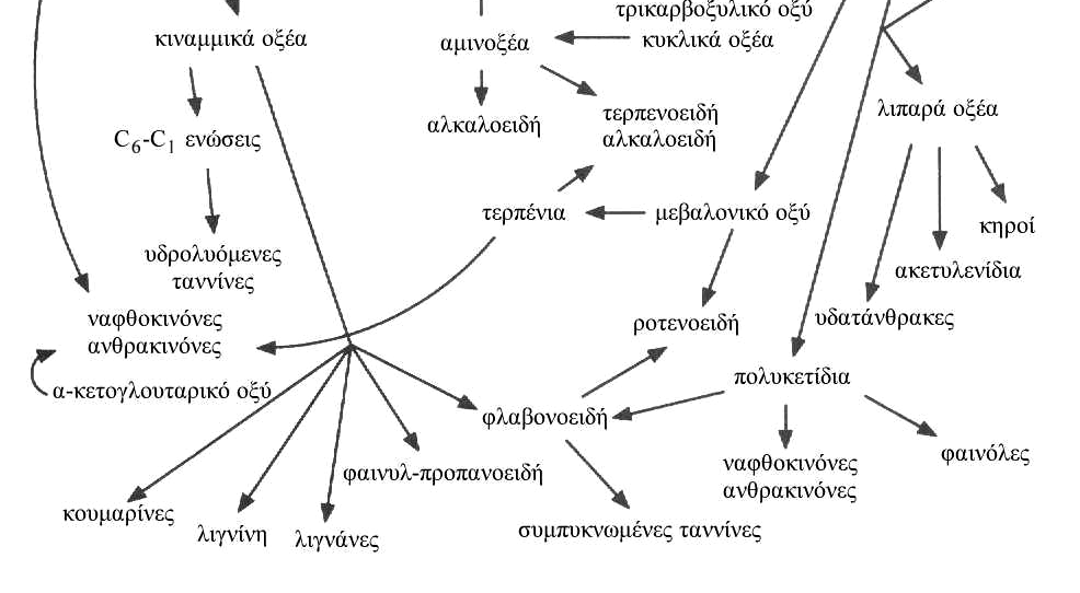 Αζωτούχες ενώσεις ενωµένες µε ένα σάκχαρο. Υπό την επίδραση κατάλληλων ενζύµων απελευθερώνουν την τοξική ρίζα -CN. στ. Τους θειογλυκοζίτες.