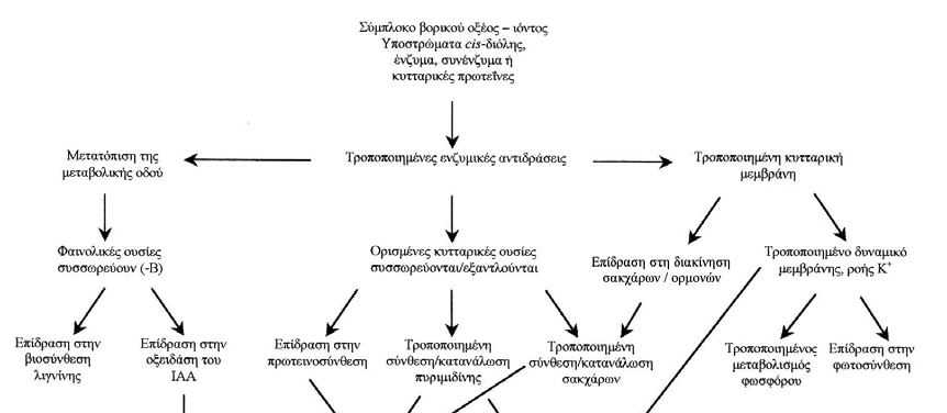 14 Α.3. Ο ΡΟΛΟΣ ΤΟΥ ΒΟΡΙΟΥ ΣΤΑ ΦΥΤΑ Α.3.1. Γενικά Το βόριο απορροφάται ως αδιάστατο βορικό οξύ από το έδαφος και µετακινείται παθητικά εντός του φυτού µέσω των αγγείων του ξύλου µέχρι τις απολήξεις