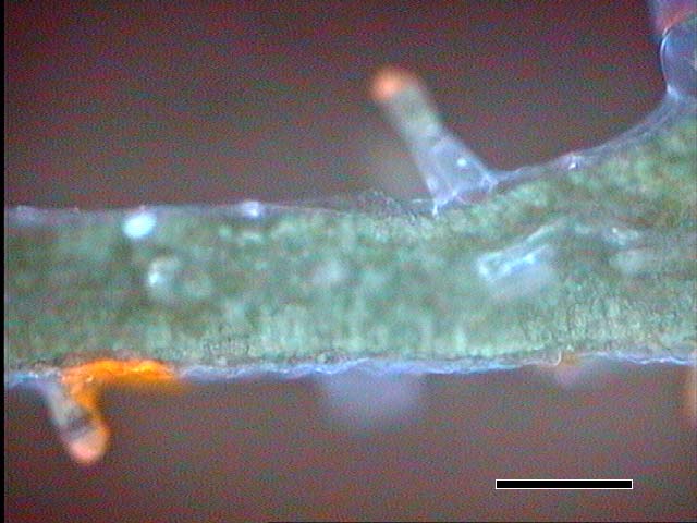 56 a b c Εικόνα.3. Εγκάρσιες τοµές φύλλων φυτών D. viscosa όπως εµφανίζονται στο µικροσκόπιο φθορισµού.